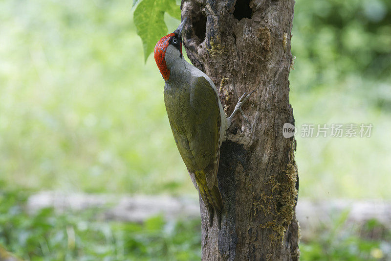 雄欧洲绿啄木鸟(Picus viridis)